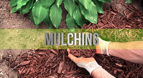 Mulching